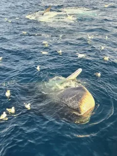 Sperm Whale thumbnail 4