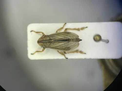 Salt Marsh Spittlebug
