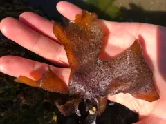 Mastocarpus alaskensis thumbnail 1