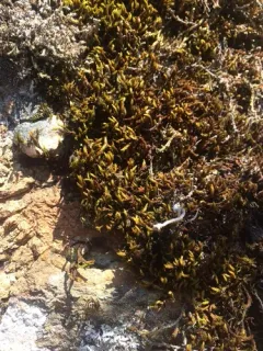 Spreading-leaved Grimmia thumbnail 2