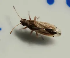 Cymus angustatus thumbnail 3