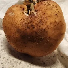 Armillaria altimontana thumbnail 1