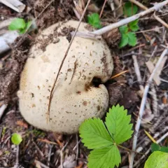 Mountain Butter Bolete thumbnail 3