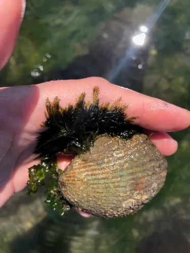 Bryopsis corticulans
