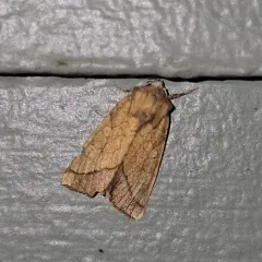 Rigid Sunflower Borer Moth thumbnail 4