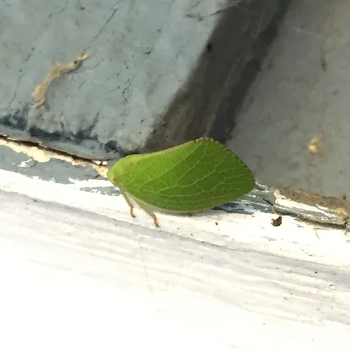 Green Cone-headed Planthopper
