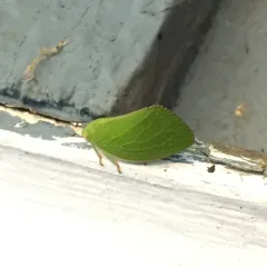 Green Cone-headed Planthopper thumbnail 1