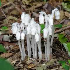 Ghost Pipe thumbnail 2