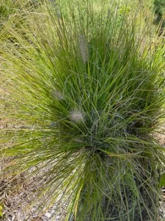 Fountain Grass thumbnail 3