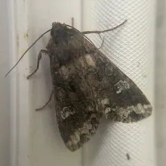Bertha Armyworm Moth thumbnail 3