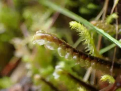 Bird's-foot Earwort thumbnail 1