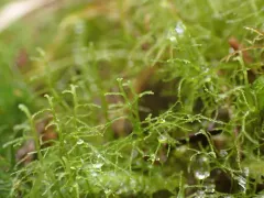 Lepidozia sandvicensis thumbnail 3