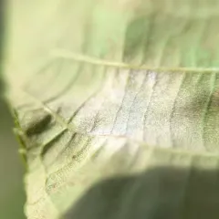 Erysiphe juglandis-nigrae thumbnail 4
