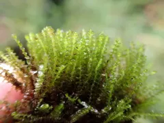 Ladder Flapwort thumbnail 4