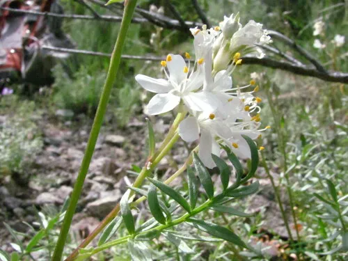 elusive Jacob's ladder