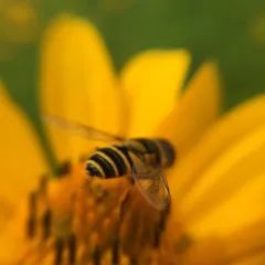 Transverse-banded Flower Fly thumbnail 2