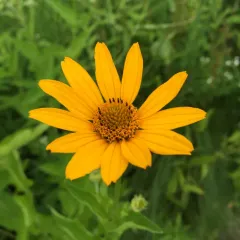 false sunflower thumbnail 3
