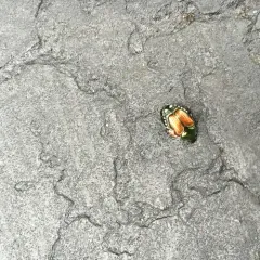 Japanese Beetle thumbnail 2