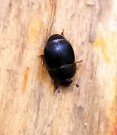 Small Hive Beetle thumbnail 3