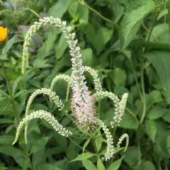 Culver's root thumbnail 4