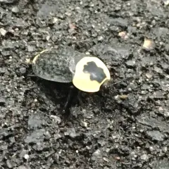 American Carrion Beetle thumbnail 1