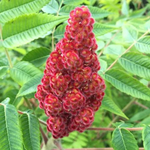 staghorn sumac