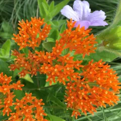 butterfly milkweed thumbnail 2