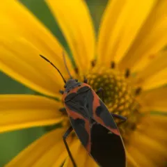 Small Milkweed Bug thumbnail 2