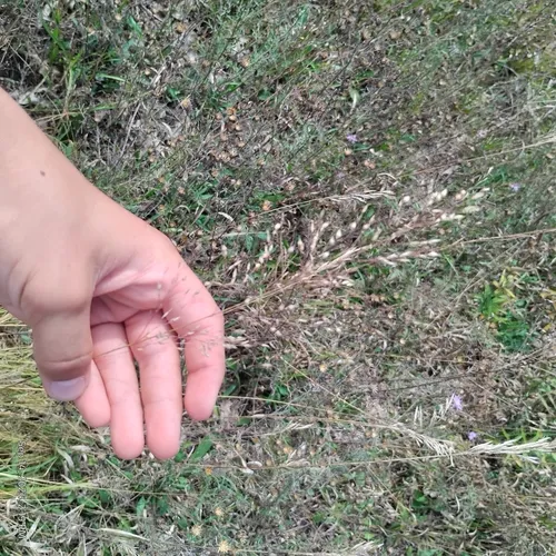 prairie dropseed