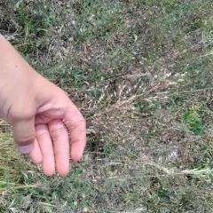 prairie dropseed thumbnail 1