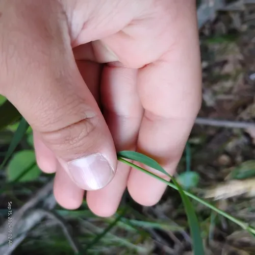 tall fescue