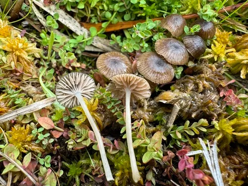 Entoloma moliniophilum