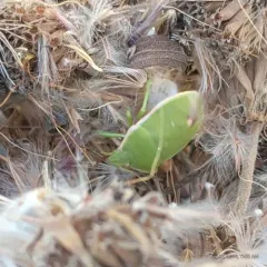 Chlorochroa persimilis thumbnail 2