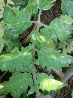 Erysiphe neolycopersici thumbnail 2