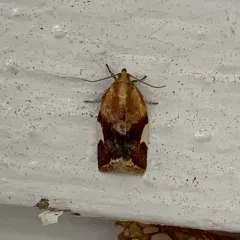 White Triangle Tortrix thumbnail 2