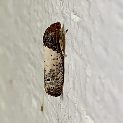 Goldenrod Gall Moth