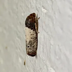 Goldenrod Gall Moth thumbnail 1