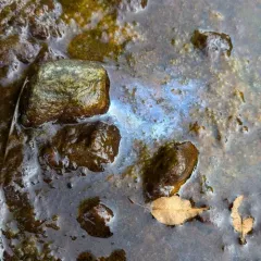 Leptothrix discophora thumbnail 4