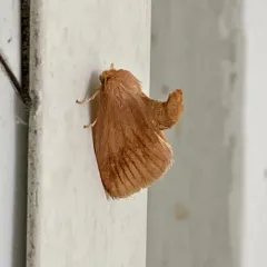Early Button Slug Moth thumbnail 4