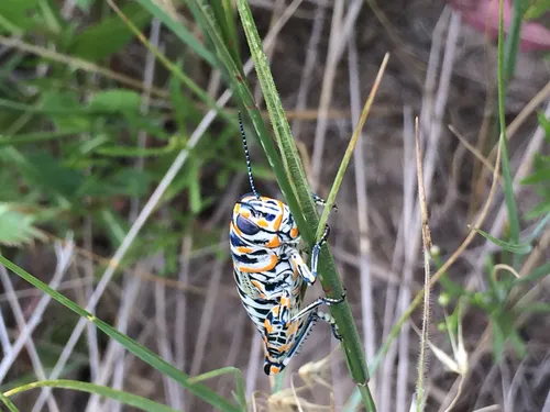 Rainbow Grasshopper