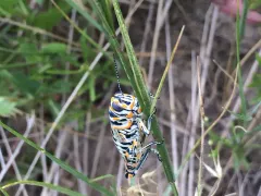 Rainbow Grasshopper thumbnail 1