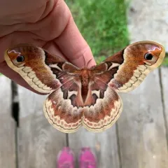 Promethea Silkmoth thumbnail 2