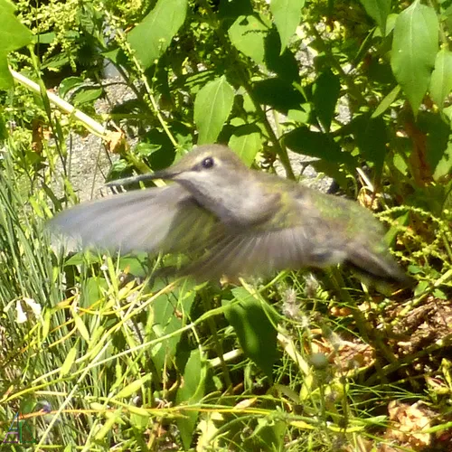 Anna's Hummingbird