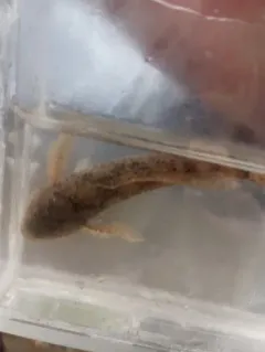 Paiute Sculpin thumbnail 3