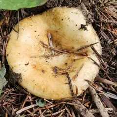 Lactarius payettensis thumbnail 1
