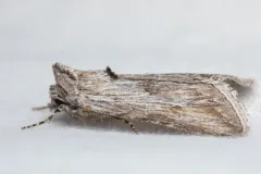 Sympistis cibalis thumbnail 4