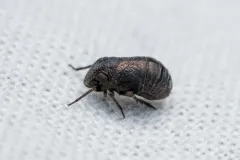Bruchomorpha tristis thumbnail 3