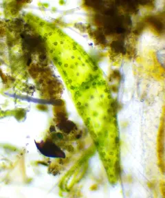 Closterium ehrenbergii thumbnail 4