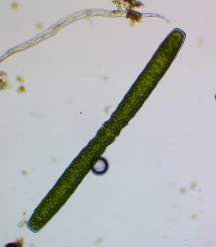 Pleurotaenium maximum