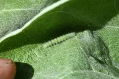 Balsamroot Plume Moth thumbnail 1